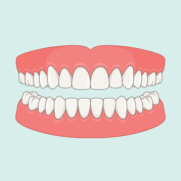 Dental anatomy illustration showing upper and lower human teeth with healthy gums, incisors, canines, premolars and molars for oral health education, dentistry and medical care.