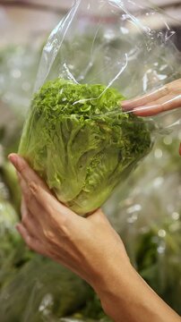 Close-up of a woman hands holding and choosing a plastic packaged head of fresh green lettuce from display shelves in a grocery store or supermarket. Retail shopping, healthy food and organic diet.