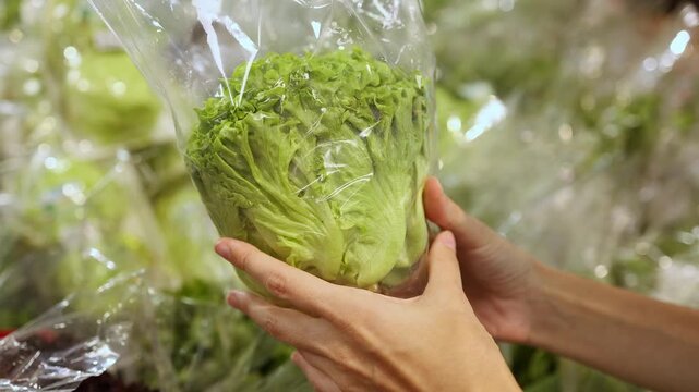 Close-up of a woman hands holding and choosing a plastic packaged head of fresh green lettuce from display shelves in a grocery store or supermarket. Retail shopping, healthy food and organic diet.