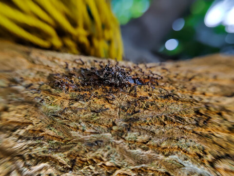 A close-up of a group of ants swarming around tree resin.