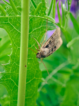Noctuid Moth Insect Perched on Green Plant Leaf Macro