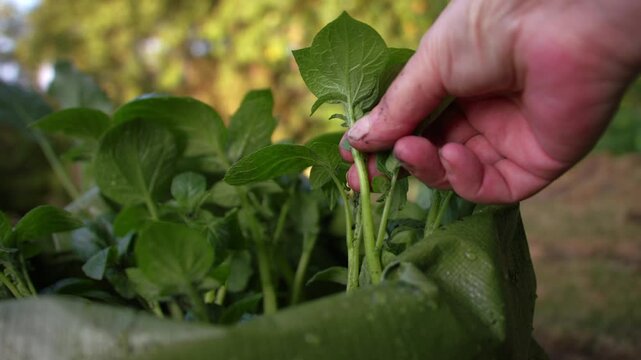 Gardener inspecting young potato seed plant growing in soil bag close up zoom slow motion shot selective focus