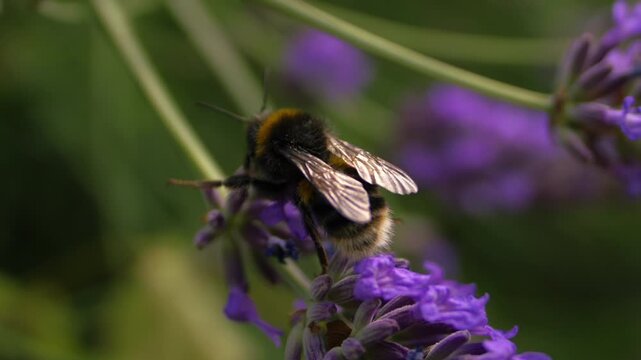 Bumble bee climbing on lavender close up slow motion shot selective focus