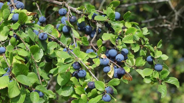 Sloe or Blackthorn bush, Prunus spinosa, covered in fruits in late Summer. UK