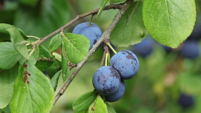 Closeup of Sloe or Blackthorn fruits, Prunus spinosa, in late Summer. UK