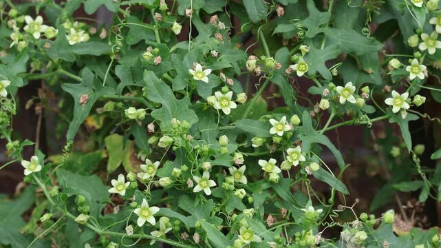 Closeup of White Bryony, Bryonia dioica. Summer. UK
