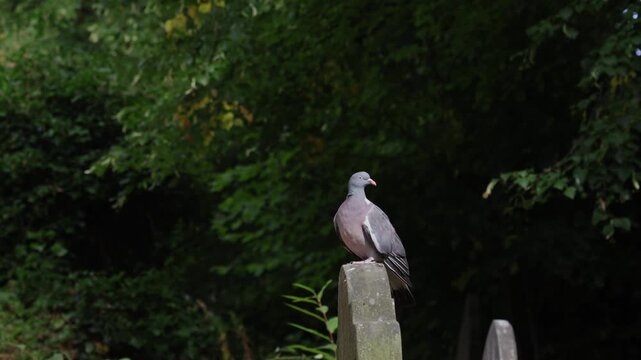 A Wood Pigeon, Columba palumbus, in a churchyard in late Summer. UK