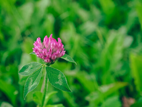 Blooming Pink Red Clover Flower with Leaves Macro