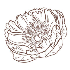 Obraz premium Open peony blossom illustrated in refined botanical vector line art with intricate petal contours. Perfect for wedding stationery, invitations, packaging, branding, textiles, posters and floral design