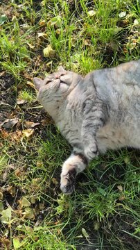 Funny playful cat lying on the grass, vertical video.