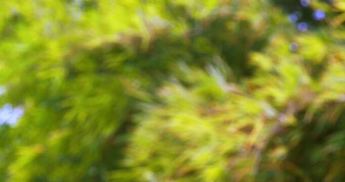 Vibrant abstract background featuring blurred green leaves for nature themed designs.