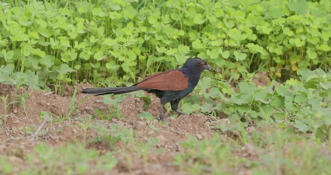 Greater Coucal bird walking on ground by dawn foliage; slow motion ground foraging