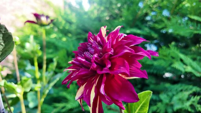 Dahlia &ldquo;Bohemian Spartacus&rdquo; just opening up to show petals of red and yellow