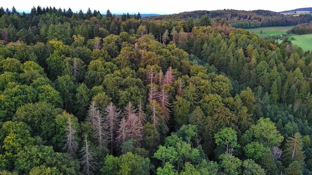 Drone Shot Over Dense Forest and Rolling Hills Landscape