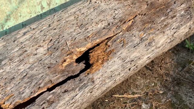 Real-time footage of a hollowed rotting tree log with a deep crack on the ground.