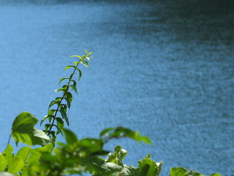 草の向こうに湖面が見える
