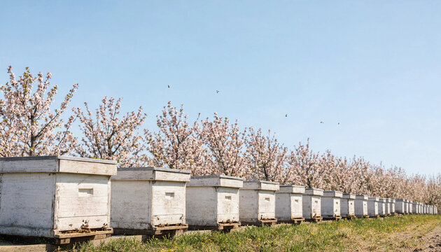 Row of white beehives in orchard with blooming trees under clear blue sky representing beekeeping and pollination