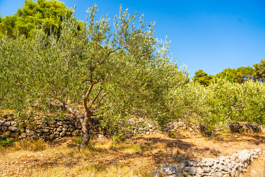 Ancient olive grove with dry stone walls, mature olive trees and Mediterranean vegetation under a clear blue sky. Traditional farming landscape reflecting sustainable agriculture and natural heritage.