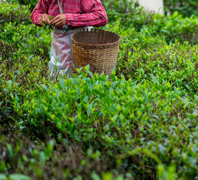 Tea pickers are harvesting tea leaves in the morning.