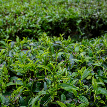 Tea pickers are harvesting tea leaves in the morning.