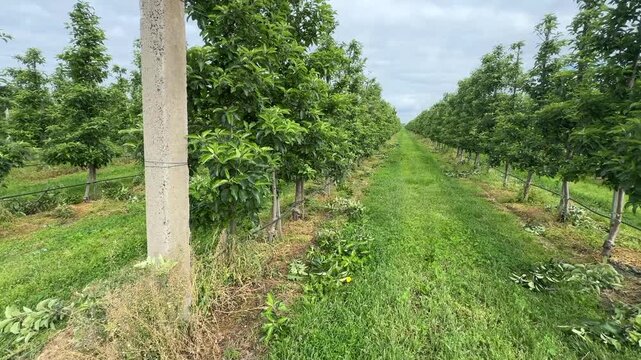 Farm apple orchard. Apple trees grow in rows. Pruned branches on the ground. Pruning of the apple orchard.