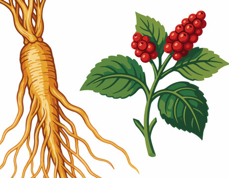 Ginseng Root and Red Berry Plant Illustration