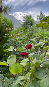 Rakaposhi mountain from Rakaposhi View Point in Nagar Valley, Gilgit-Baltistan, Pakistan, framed by a lush garden with red roses and green vegetation.