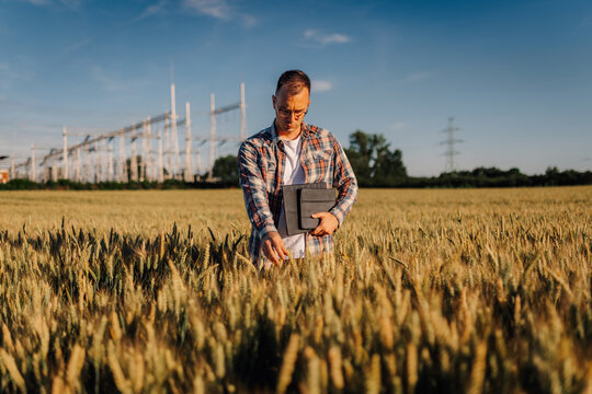 Agronomist inspecting wheat field holding digital tablet
