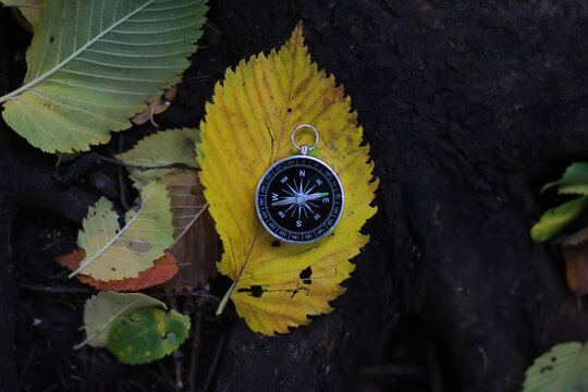 A compas lying on the wood surrounded by autumn leaves