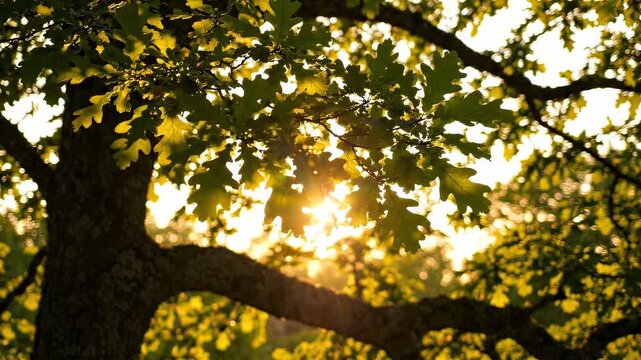 Golden sunlight shining through the lush green leaves of an old oak tree during a beautiful summer sunset in the woods