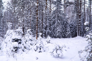 Fototapeta premium The forest is covered with snow. Frost and snowfall in the park. Winter snowy frosty landscape.
