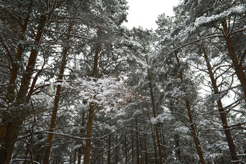 Fototapeta premium Winter snowy frosty landscape. The forest is covered with snow. Frost and fog in the park.