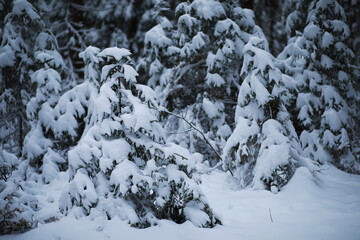Fototapeta premium Winter snowy frosty landscape. The forest is covered with snow. Frost and fog in the park.