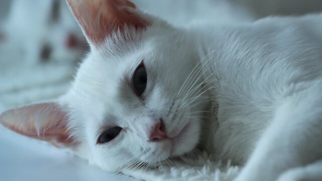 Kitten dream relax, cute animal video
