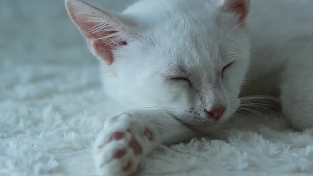 White kitten dream relax, cute animal love