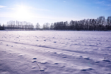 Fototapeta premium The forest is covered with snow. Frost and snowfall in the park. Winter snowy frosty landscape.