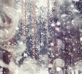 Fototapeta premium Winter forest landscape. Tall trees under snow cover. January frosty day in the park.