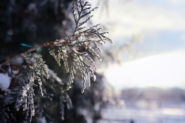 Fototapeta premium Winter landscape. Trees and plants covered with snow. The beauty of snow covered paths. Snowfall and cooling in tourist areas.