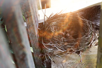 Naklejka premium Bird nest with chicks in the wild. Starling eggs and chicks.