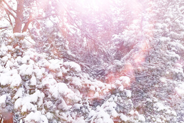 Fototapeta premium Tall trees under snow cover. January frosty day in winter park.