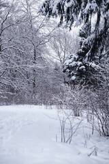 Fototapeta premium Winter forest. Landscape of the park in winter. Snow-covered trees at the edge.