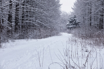 Fototapeta premium Winter forest. Landscape of the park in winter. Snow-covered trees at the edge.
