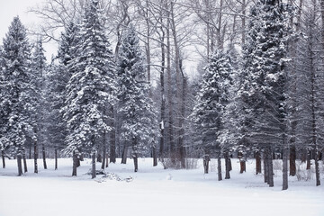 Fototapeta premium Winter forest. Landscape of the park in winter. Snow-covered trees at the edge.