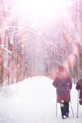 Naklejka premium Tall trees under snow cover. January frosty day in winter park.