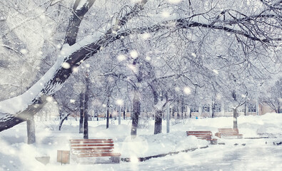 Fototapeta premium Winter forest landscape. Tall trees under snow cover. January frosty day in the park.