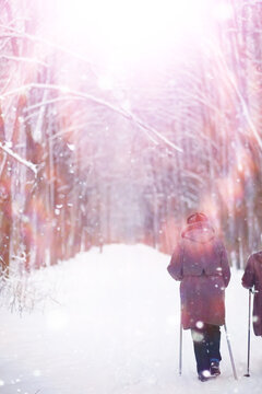 Tall trees under snow cover. January frosty day in winter park.