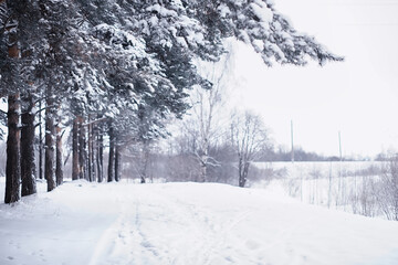 Fototapeta premium Winter forest landscape. Tall trees under snow cover. January frosty day in the park.