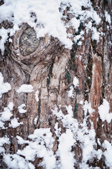 Fototapeta premium Winter forest landscape. Tall trees under snow cover. January frosty day in the park.