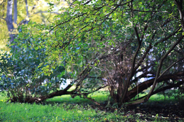 Fototapeta premium Beautiful autumn park. Russian North. Autumn trees and leaves. Autumn Landscape.Park in Autumn. Forest in Autumn.
