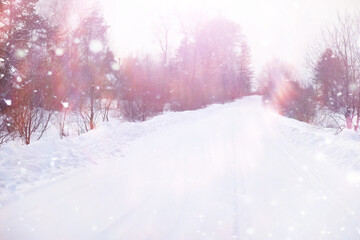 Fototapeta premium Tall trees under snow cover. January frosty day in winter park.